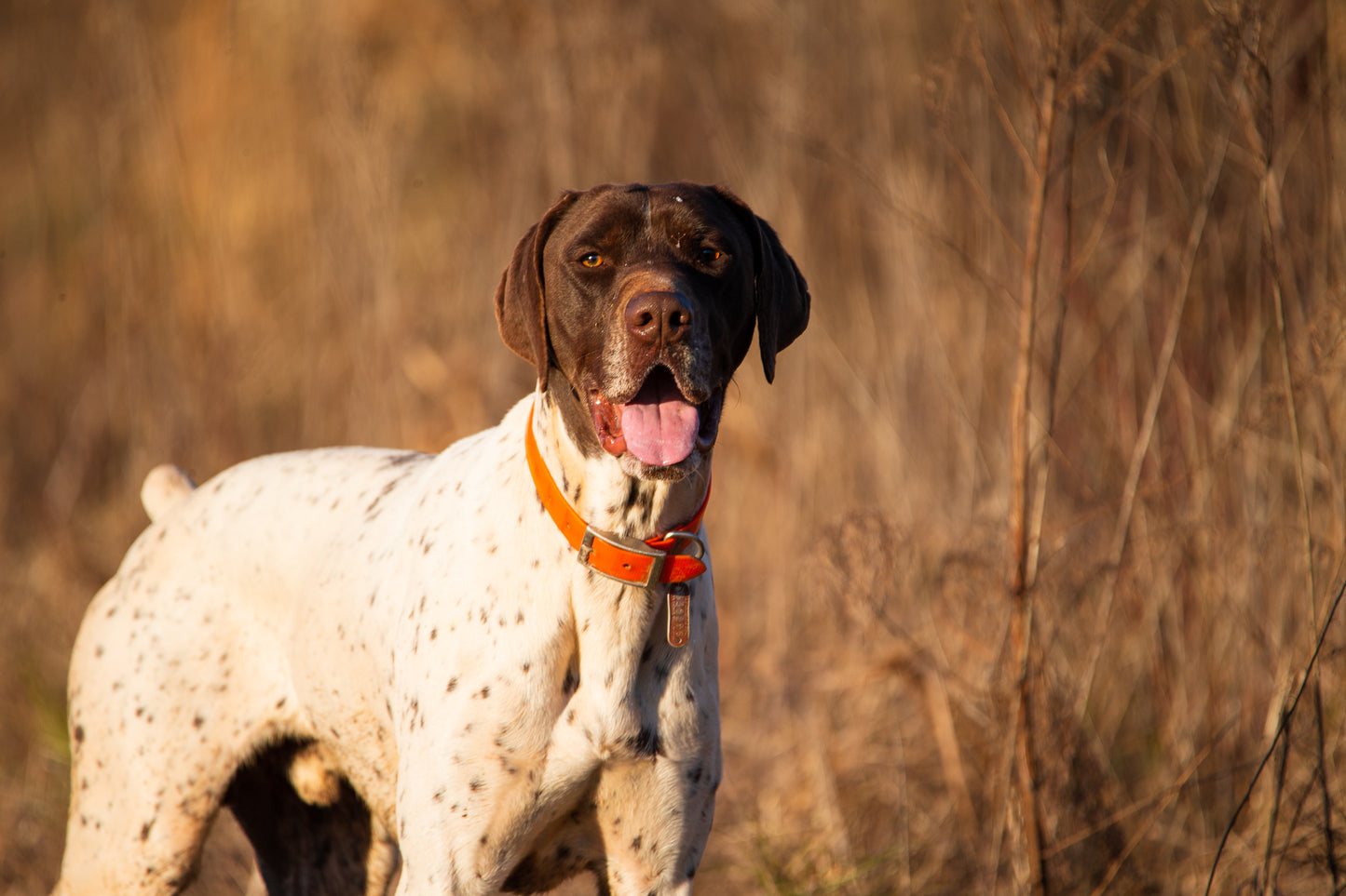 Quail Hunting Full Day