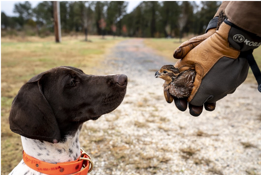 How to leash train a dog.