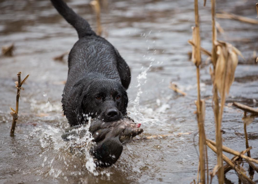 Do Labradors Shed?