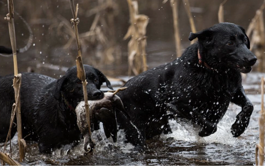 How Long Do Labradors Live?