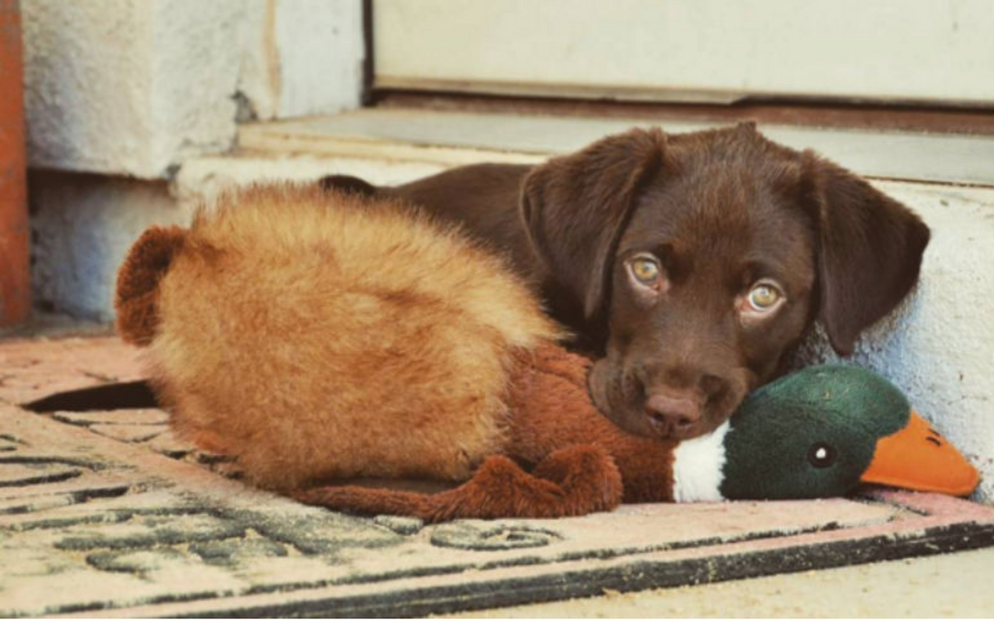 Chocolate lab cost sales