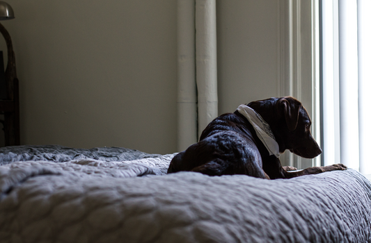 Why Do Dogs Pee on Beds?