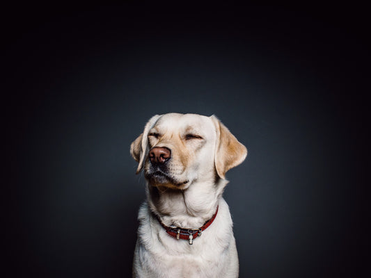 How to Train a Dog to Sit: We’ve Got You Covered