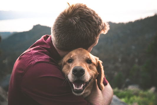 How to Potty Train a Dog: Your Crash Course