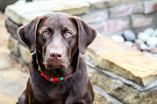 How Big Do Labrador Retrievers Get?