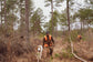 Quail Hunting Full Day