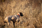 Quail Hunting Full Day